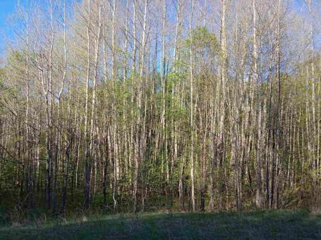 Ideal for Construction or Tourism – 13,700 m² Plot, Šavnik