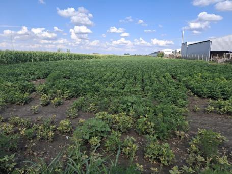 Plac 9.444m Futog Industrijska zona