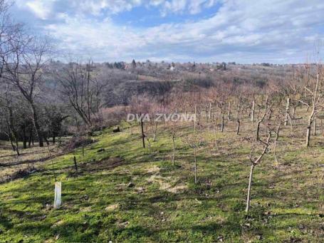 Voćnjak u rodu – Beli vrh, Čortanovci – 7 ari