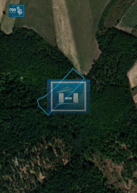 Forest of 2nd class in the village of Vrba