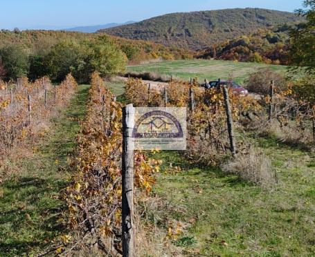 Vinograd oko 6500 čokota, sorta Merlot 50% i sorta Cabernet Souvignon isto 50%, vinograd je uveden u