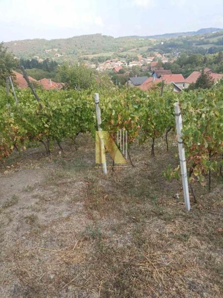 Na prodaju vinograd i voćnjak u punom rodu – Beočin selo