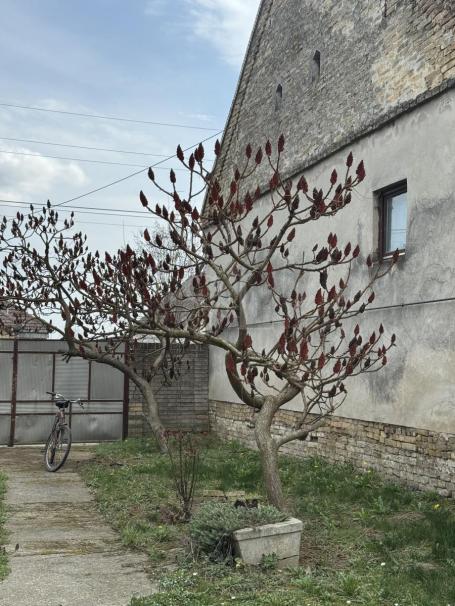 BAČKI BRESTOVAC USELJIVA KUĆA!