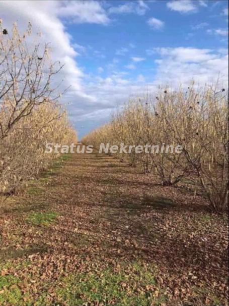 Novi Sad okolina-Ograđena Plantaža 950 stabala Lešnika na Placu od 16000m2