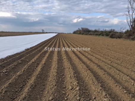 Futog-Građevinsko Zemljište 12700 m2 pored Fabrike Aroma-065/385 8880