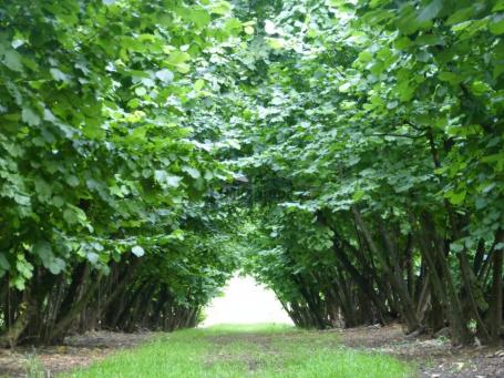 Građevinsko zemljište 4,6 ha – Jakovo (EXPO zona) + lešnik u rodu + kuća