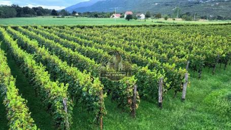 Organski vinograd u najlepšem delu Crne Gore