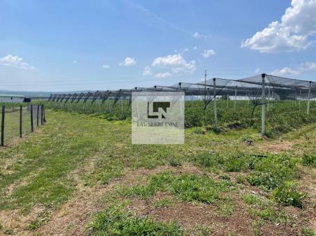 PLANTAŽA BOROVNICA SA INFRASTRUKTUROM – RAJKOVAC, MLADENOVAC