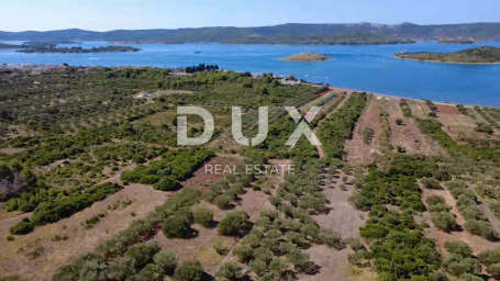 ZADAR, TURANJ – Olivenhain mit 55 Olivenbäumen – 3143 m²