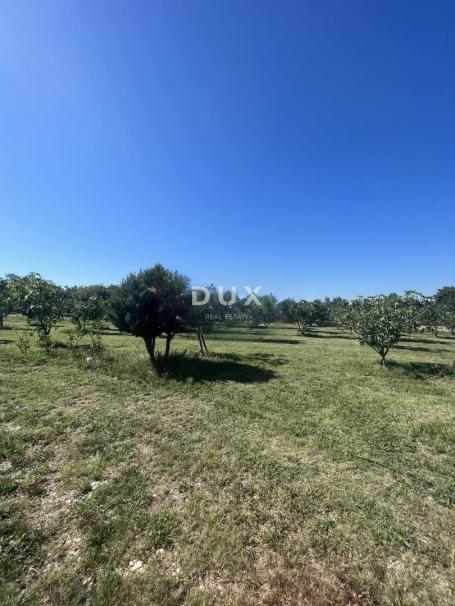 ISTRA, RAKALJ - Građevinsko zemljište s maslinama