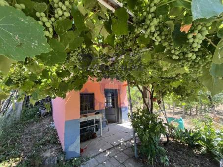 Vikednica sa Vinogradom, Sremski Karlovci