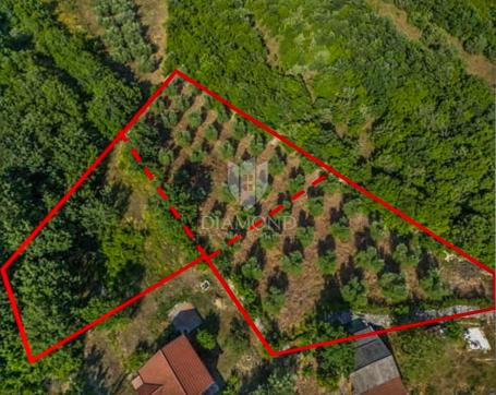 Prilika za investiciju – građevinsko zemljište s maslinikom, okolica Marčane